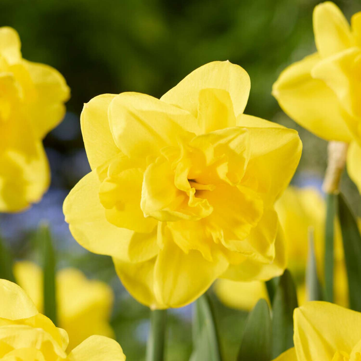 Narcissus 'Yellow Dream'